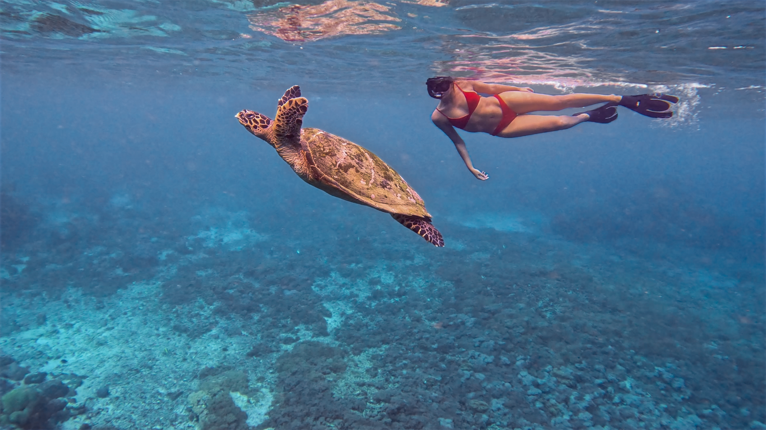 Indonesia underwater