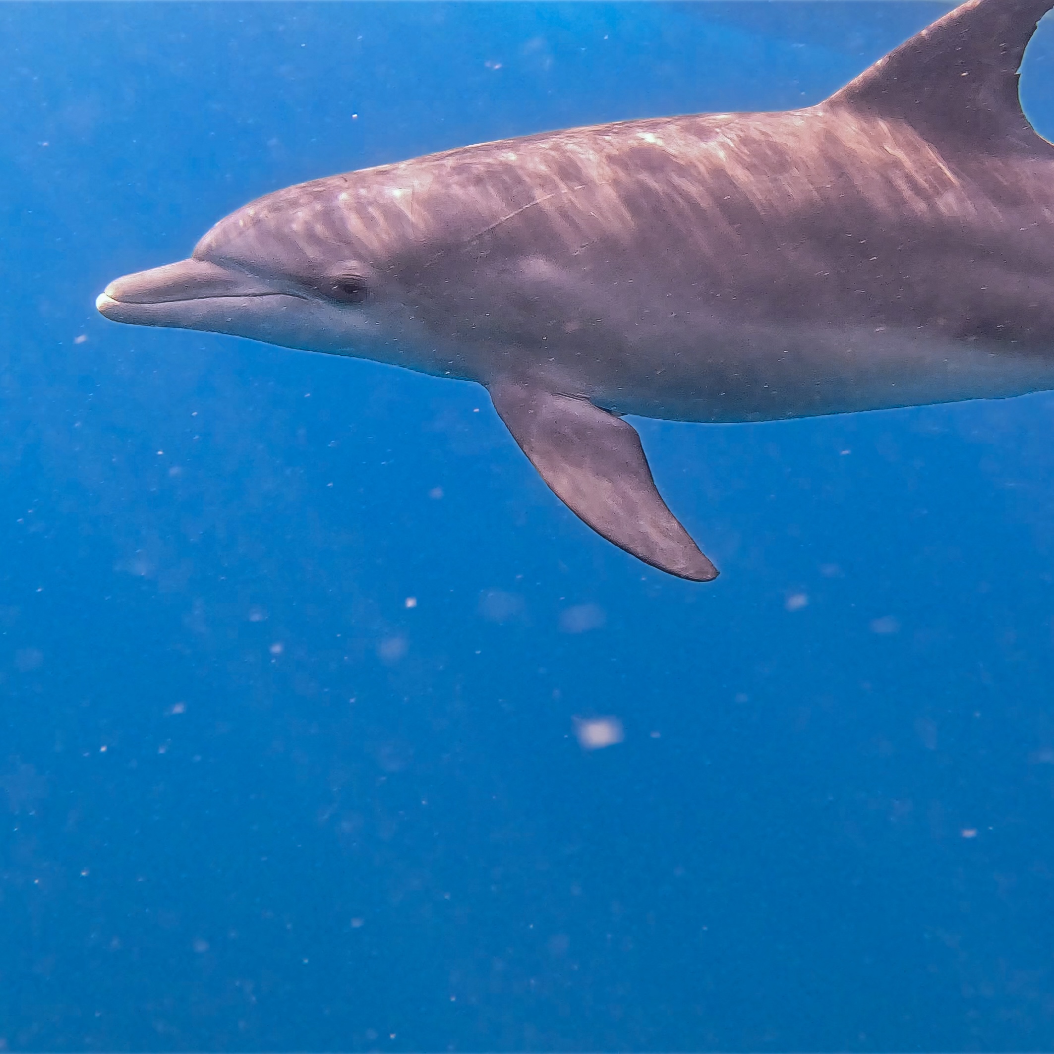 Indonesia underwater