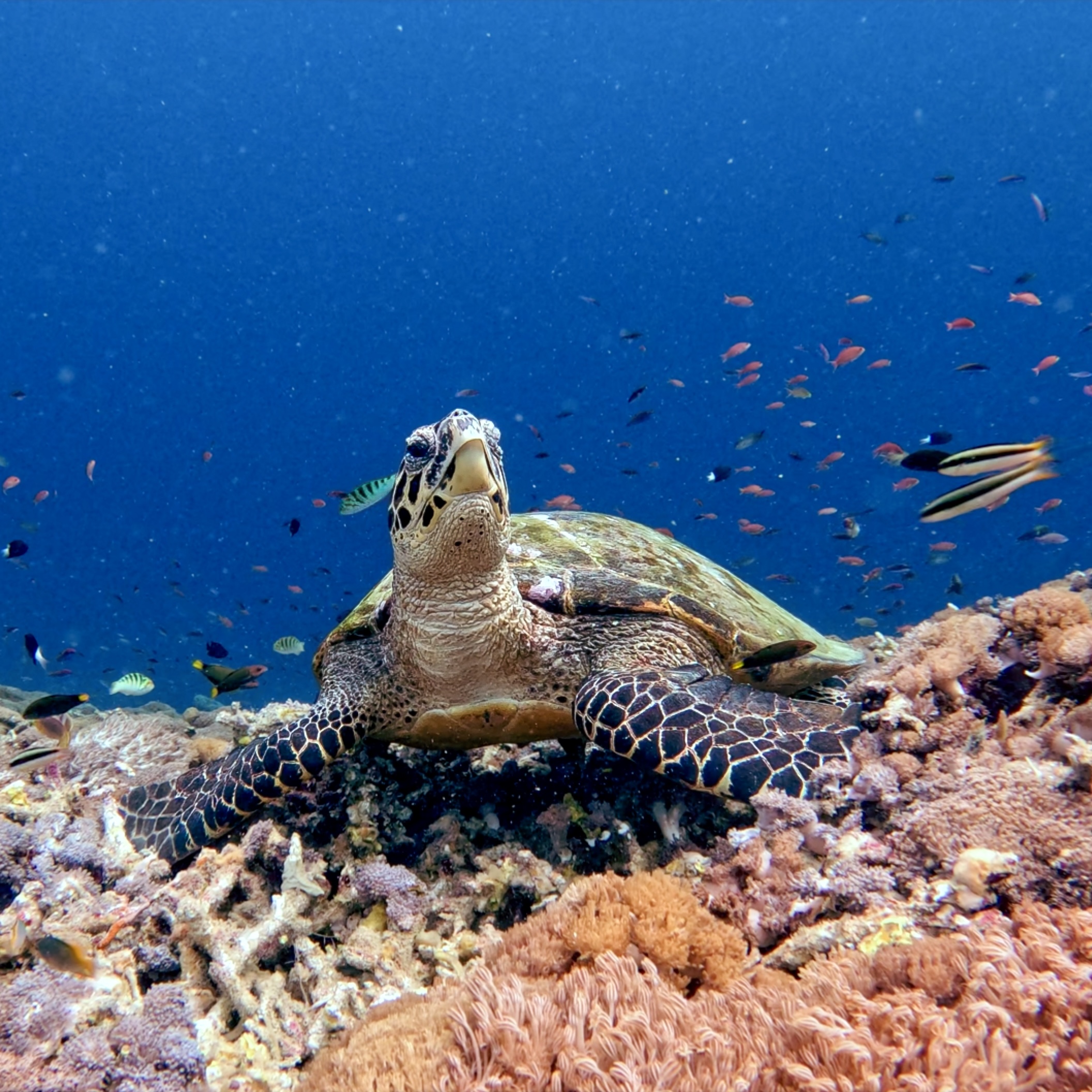 Indonesia underwater